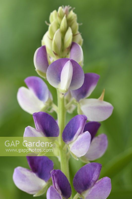 Lupinus  'Avalune Mixed'  Annual lupin one colour from mixed  Avalune Series  August
