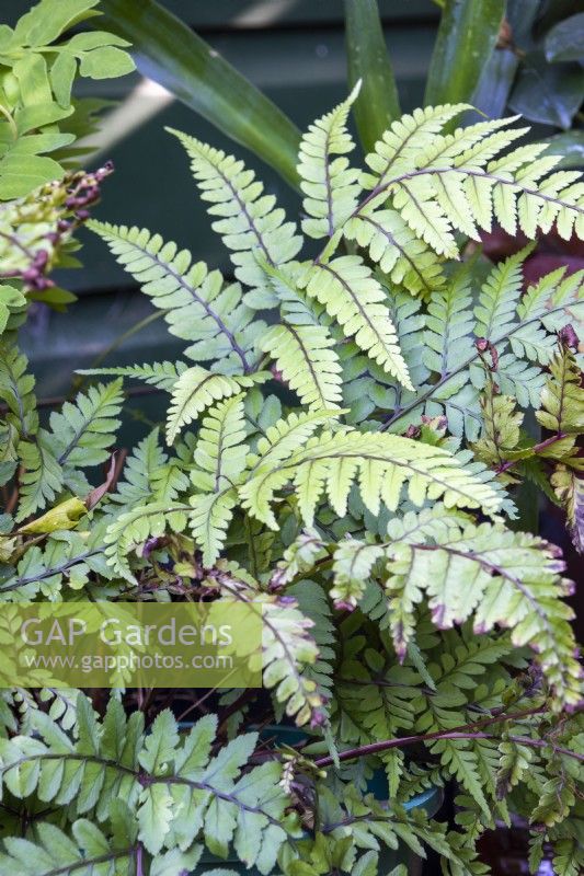 Athyrium otophorum var. okanum - eared lady fern - October