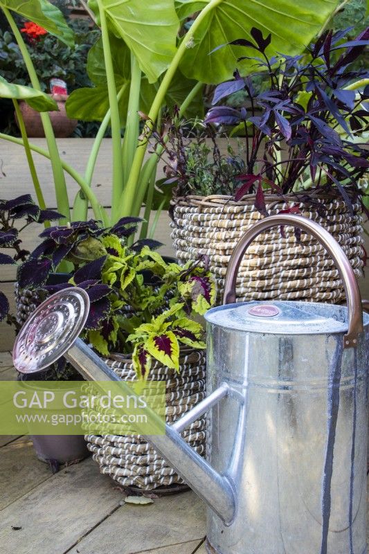 A galvanised watering can and container plants at April House, Gloucestershire.