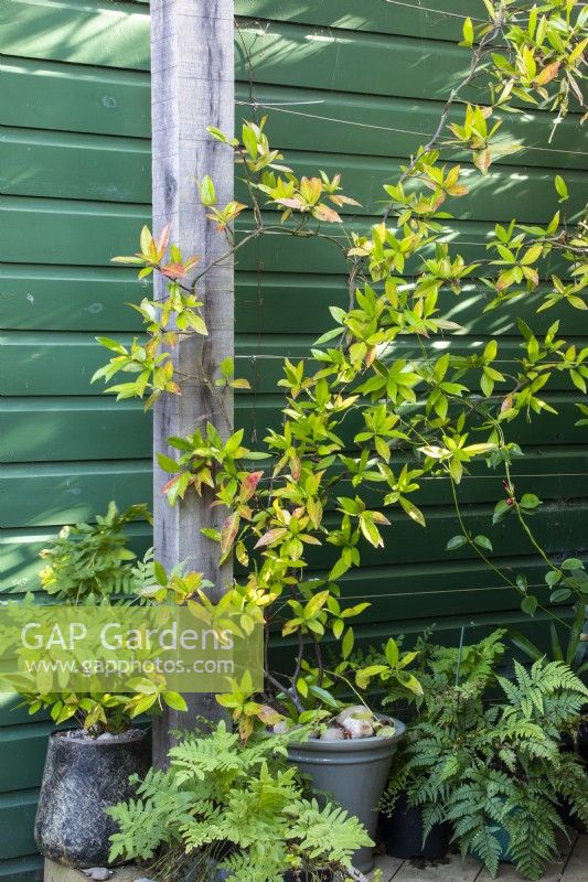 Container grown Trachelospermum jasminoides climbs a pergola against a green wall with Osmunda regalis and Athyrium otophorum var. okanum in pots at April House, Gloucestershire