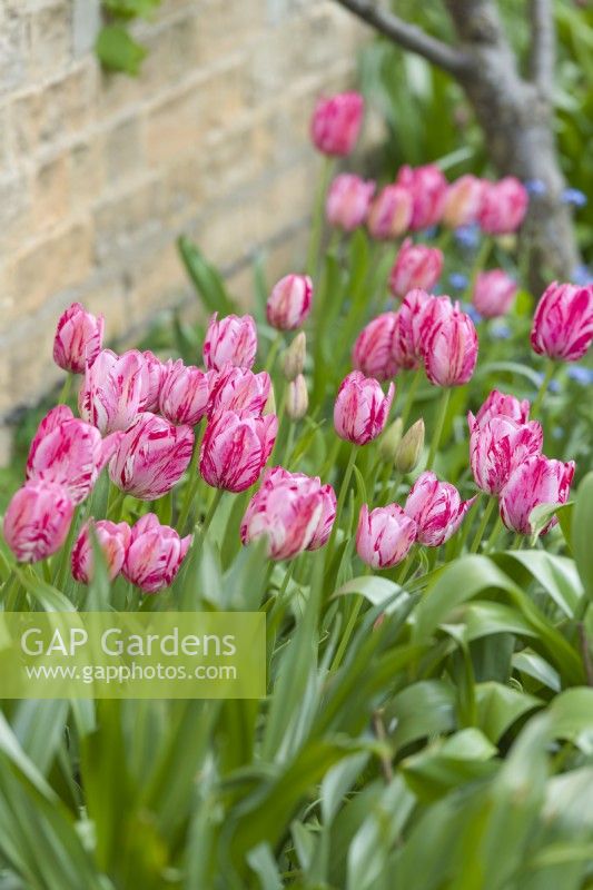 Tulipa 'Jessie Hunt'. Clump of broken tulips growing in a sunny border next to a wall. April