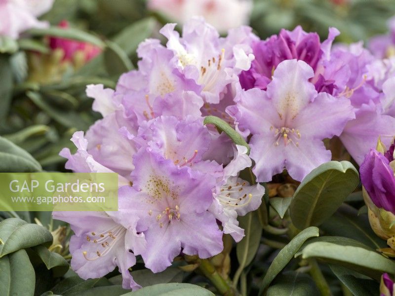 Rhododendron yakushimanum Caroline Allbrook, spring May