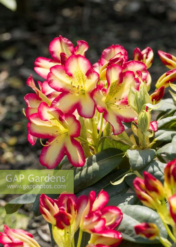 Rhododendron Hybride Denise, summer June