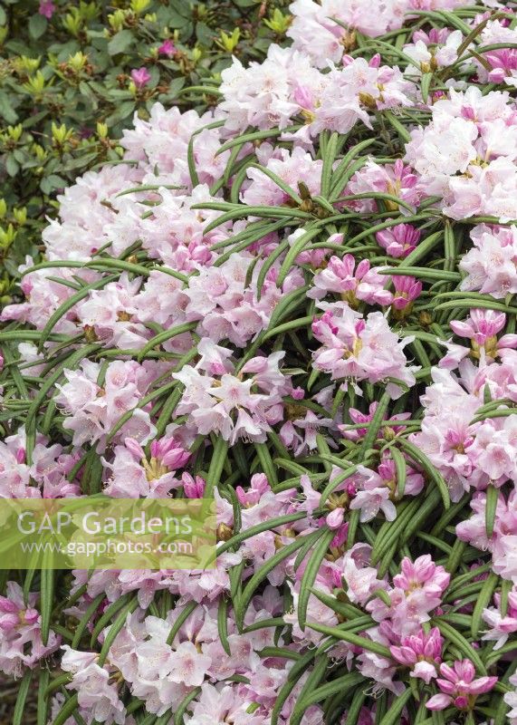 Rhododendron makinoi, spring May