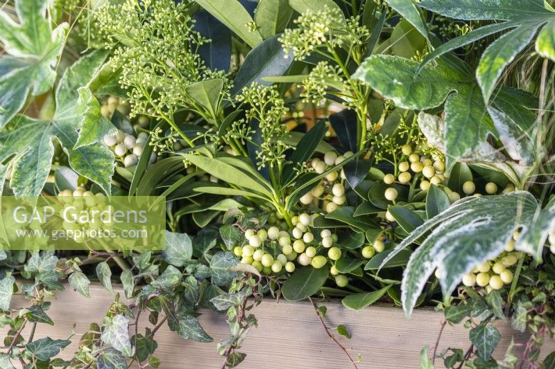 Skimmia japonica 'Finchy' and 'Oberries White'  and Ivy planted in wooden container