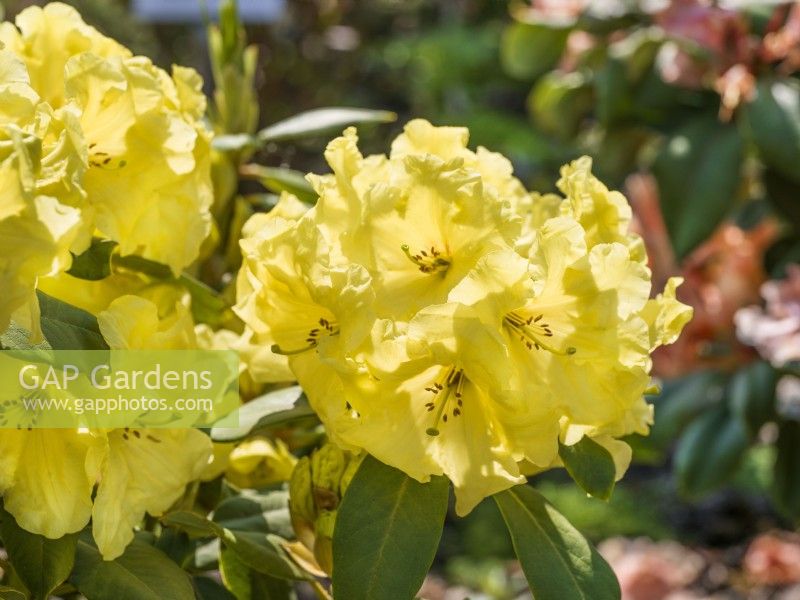 Rhododendron wardii Finesse, spring May