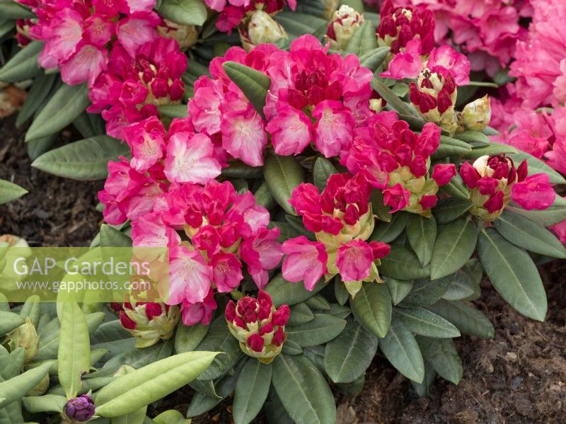 Rhododendron yakushimanum Fantastica, summer June