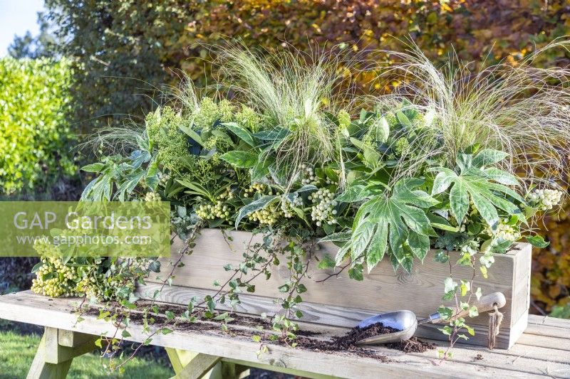 Wooden window box planted with Fatsia japonica 'Spiderweb', Skimmia japonica 'Finchy' and 'Oberries White', Stipa tenuissima 'Pony Tails' and Ivy on wooden bench