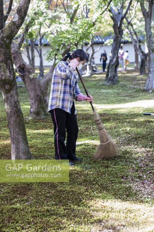 Woman gardener sweeping up leaves in the valley garden. 