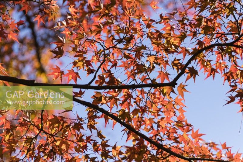 Close up of backlit acer in autumn colour 