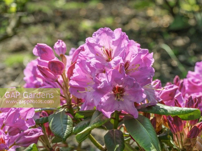 Rhododendron Rochelle, summer June