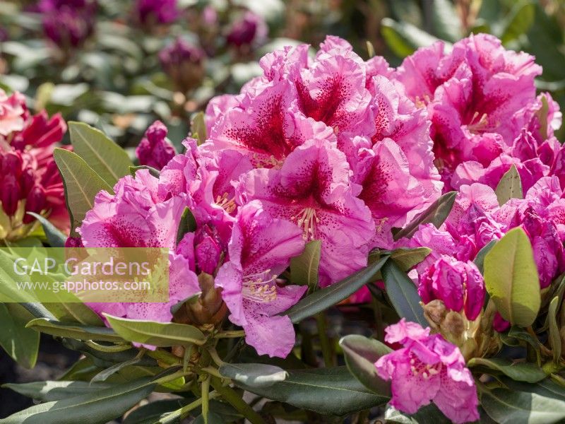 Rhododendron Lady Like, summer June