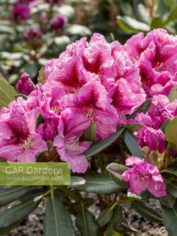 Rhododendron Lady Like, summer June