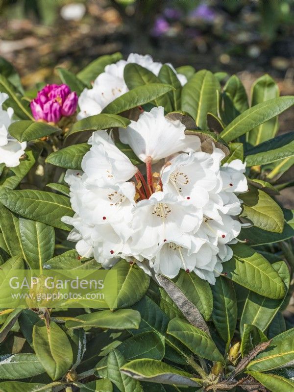 Rhododendron Hybride Great Dane, summer June