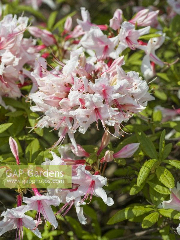 Rhododendron hybride Bountiful, spring May
