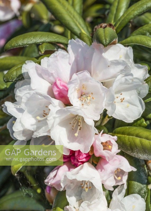 Rhododendron yakushimanum Koichiro Wada, spring May