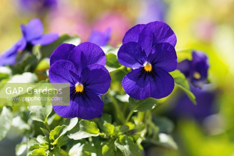 Viola penny 'Deep Blue' closeup of deep blue flowers