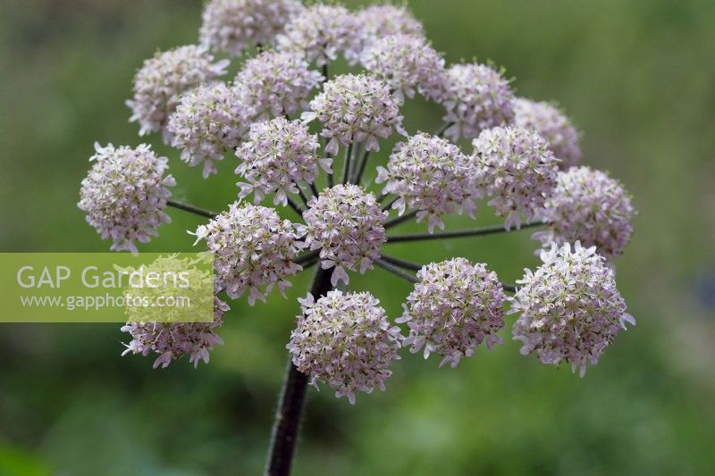 Angelica sylvestris flowers in May