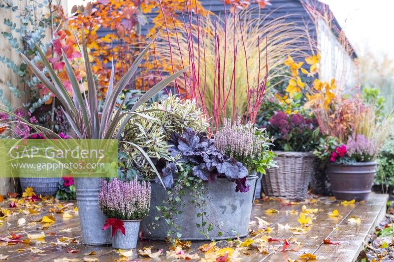 Metal containers planted with Calluna, Phormium 'Red Stripe', Hebe 'Jewel of the Nile', Heuchera 'Plum Pudding', Ivy and Cornus alba 'Siberica' with leaves scattered across the deck