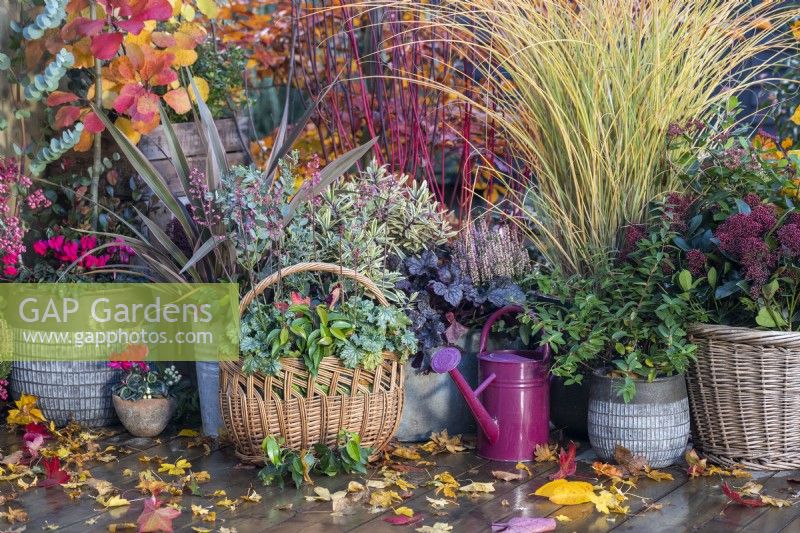 Wicker basket containing Heuchera 'Paris' and Portuguese laurel with other mixed containers planted with Hypericum 'Hidcote', Miscanthus 'Morning Light', Calluna, Heuchera 'Plum Pudding', Hebe 'Jewel of the Nile', Phormium 'Pink Stripe' and Skimmia japonica 'Rubella with leaves scattered on the deck around them