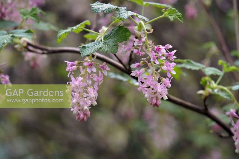 Ribes sanguineum - close up of flowers