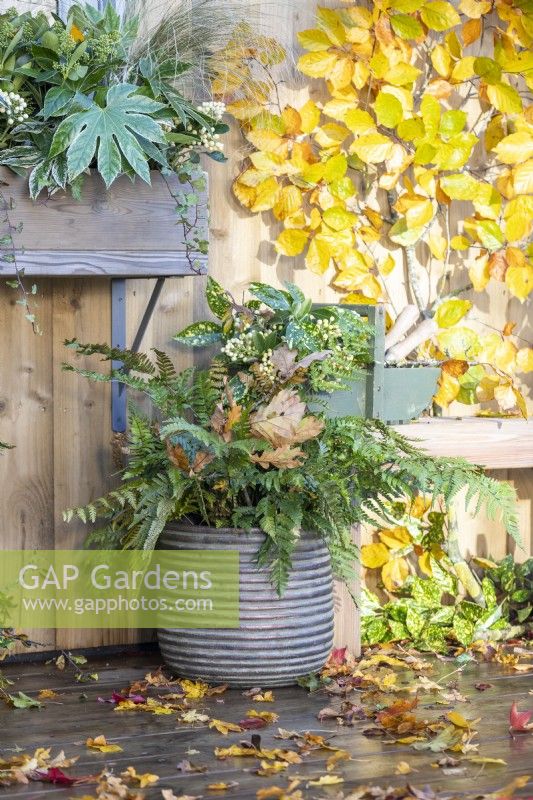 Container planted with Dryopteris erythrosora - Fern with oak leaves and a basket containing Skimmia 'Oberries White' with leaves scattered across the deck