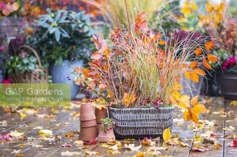 Wicker basket containing Stipa arundinacea - Pheasants tail grass, Hawthorn , and Beech sprigs with terracotta pots beside it and leaves scattered across the deck