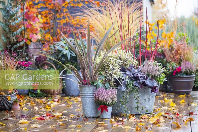 Metal containers planted with Calluna, Phormium 'Red Stripe', Hebe 'Jewel of the Nile', Heuchera 'Plum Pudding', Ivy and Cornus alba 'Siberica' with leaves scattered across the deck