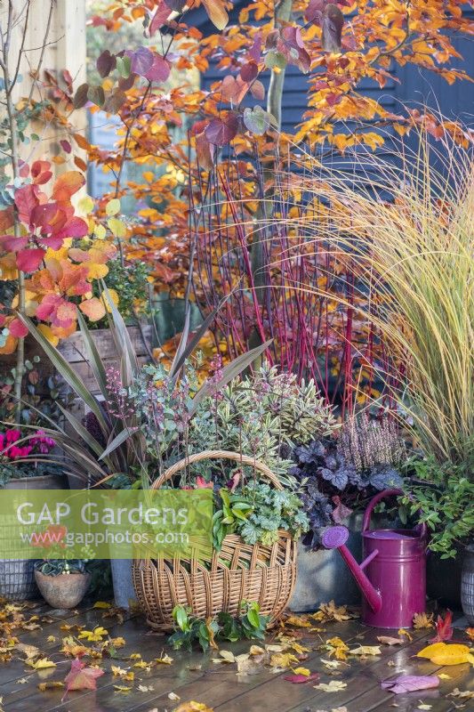 Wicker basket containing Heuchera 'Paris' and Portuguese laurel with other mixed containers planted with Hypericum 'Hidcote', Miscanthus 'Morning Light', Calluna, Heuchera 'Plum Pudding', Hebe 'Jewel of the Nile', Phormium 'Pink Stripe' and with leaves scattered on the deck around them