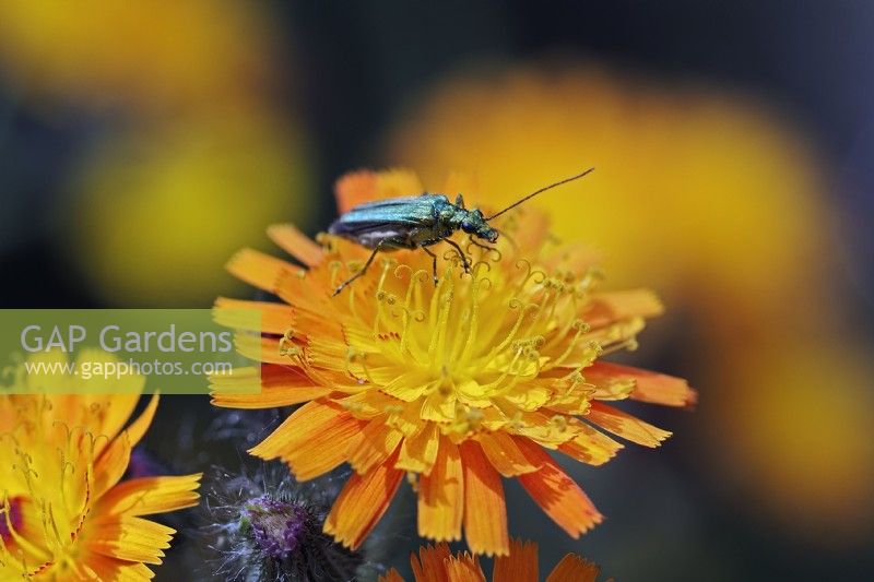 Oedemera Lurida beetle on Fox and Cubs flower