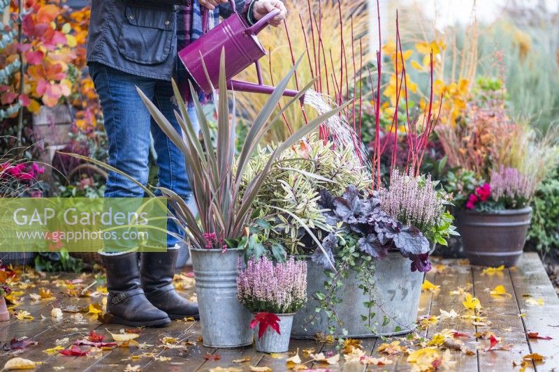 Woman watering metal containers planted with Calluna, Phormium 'Red Stripe', Hebe 'Jewel of the Nile', Heuchera 'Plum Pudding', Ivy and Cornus alba 'Siberica' with leaves scattered across the deck