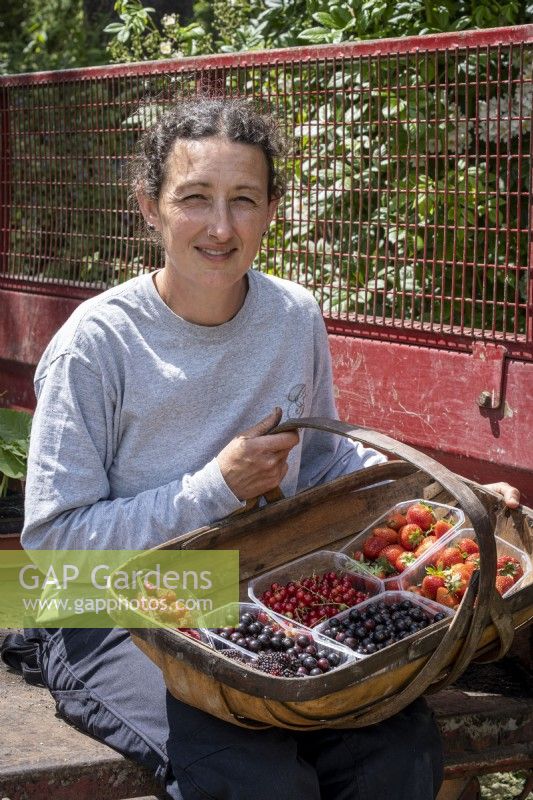 Woman gardener, Helena Whibley, with collected fruit in garden trug