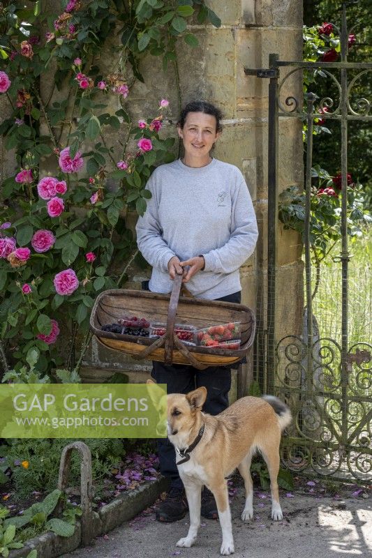 Woman gardener with collected fruit in garden trug