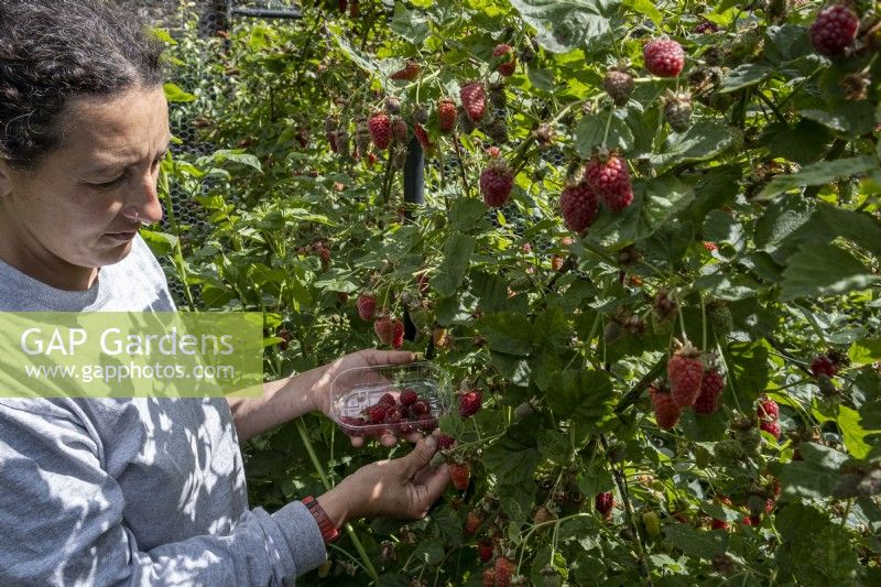 Picking Logan berries when ripe