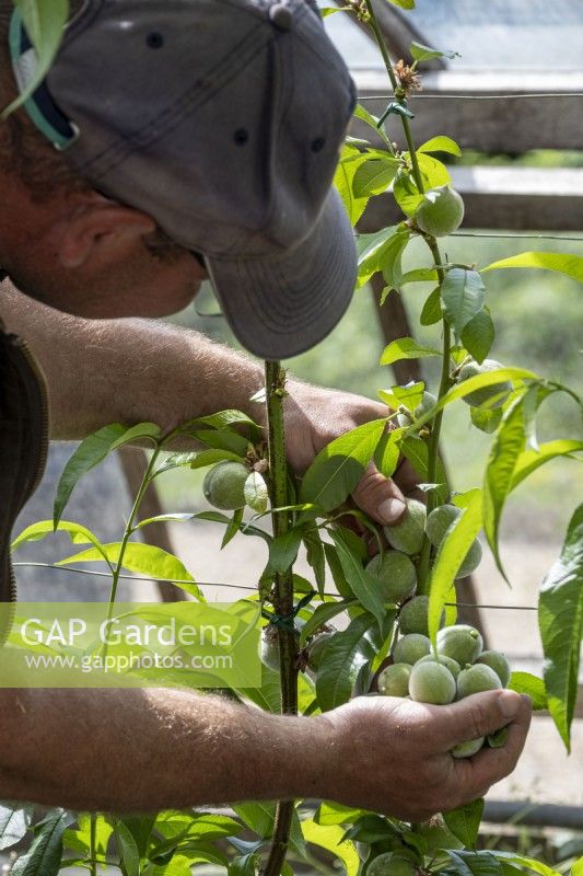 Thinning out fruit on apricot tree in a greenhouse