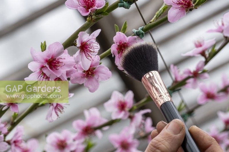 Using a small make up brush (traditionally a rabbit's tail) to pollinate Prunus persica, peach blossom flowers. Inside a greenhouse.