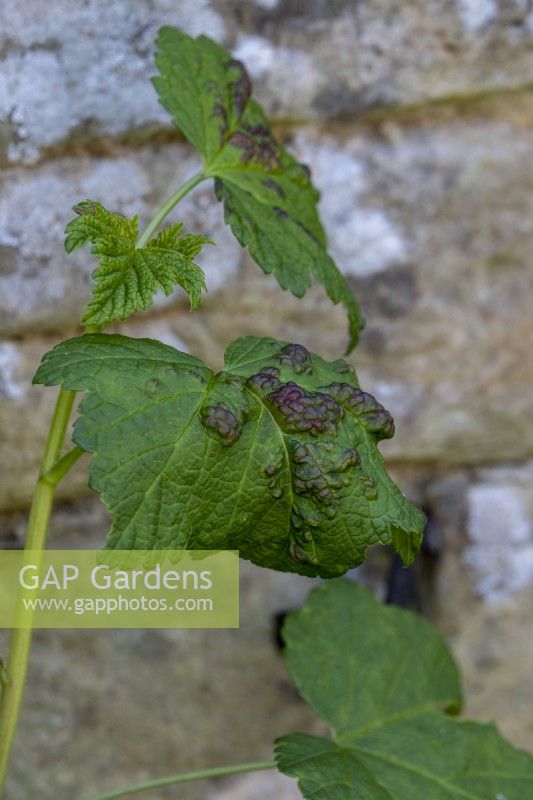 Aphid blister on gooseberry leaves