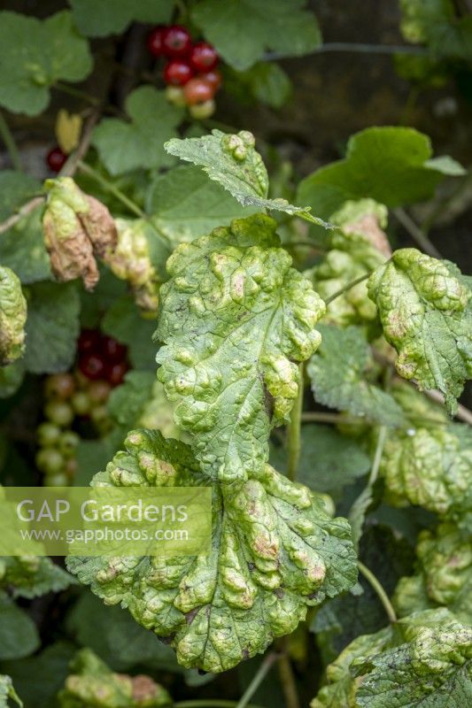 Aphid damage on red currant leaves
