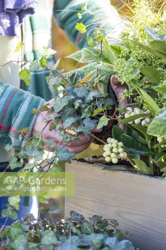 Woman planting Ivy in wooden window box