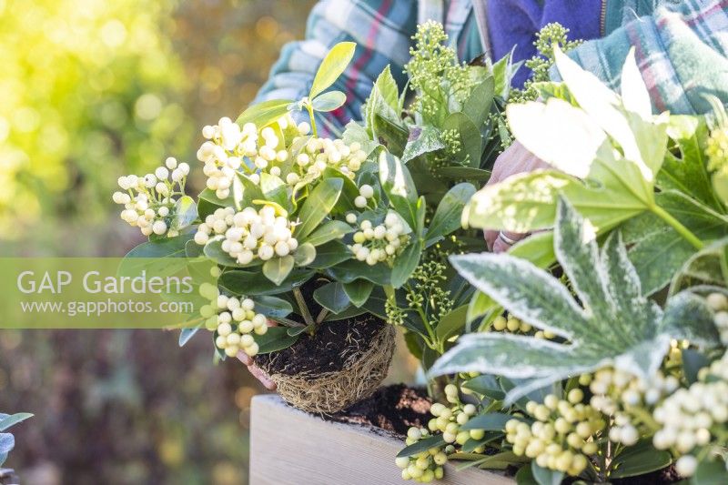 Woman planting Skimmia 'Oberries White' in wooden window box