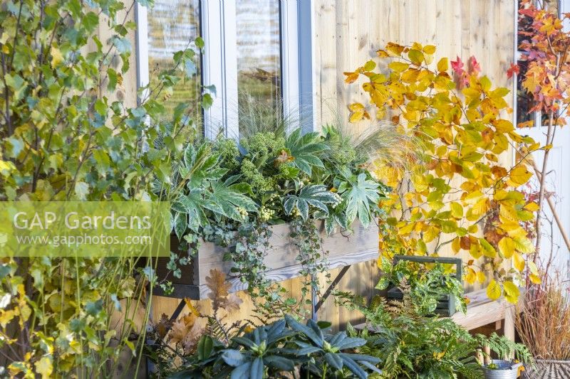 Wooden window box planted with Fatsia japonica 'Spiderweb', Skimmia japonica 'Finchy' and 'Oberries White', Stipa tenuissima 'Pony Tails' and Ivy