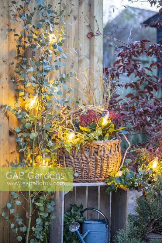 Wicker basket containing Skimmia, Leucothoe, and Stipa on a wooden crate next to Eucalyptus with Lights strewn across