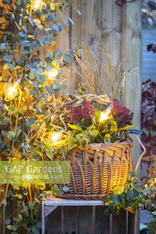 Wicker basket containing Skimmia, Leucothoe, and Stipa on a wooden crate next to Eucalyptus branches with Lights strewn across