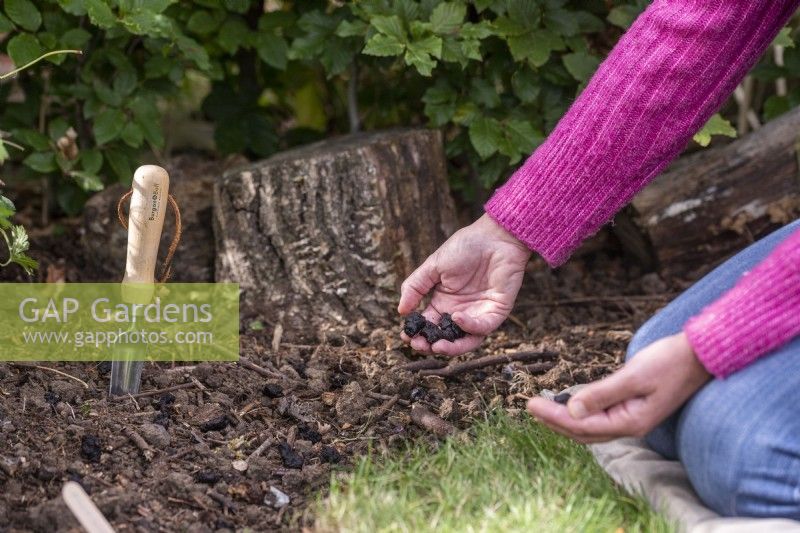 Woman tossing Anemone bulbs in a border to get an even spread before planting