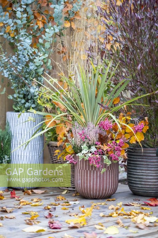 Container planted with Cordyline 'Torbay Dazzler', Calluna, Ivy and Beech sprigs with scattered autumn leaves