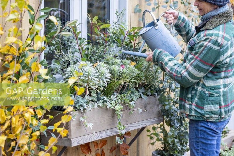 Woman watering window box planted with Euphorbia characias 'Silver Edge', Chamaecyparis 'Sky Blue', Photinia 'Carre Rouge', Carex, Ivy and Eucalyptus sprigs