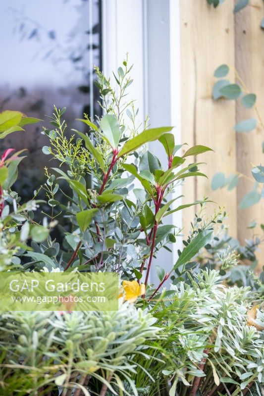 Window box planted with Euphorbia characias 'Silver Edge', Chamaecyparis 'Sky Blue', Photinia 'Carre Rouge', Ivy and Eucalyptus sprigs