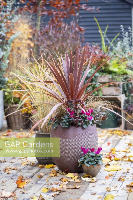 Large red container planted with Cordyline 'Red Star', Carex comans 'Bronco' and pink Cyclamen with another cyclamen in a small container in front and ornamental grass behind