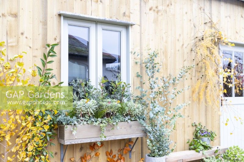 Window box planted with Euphorbia characias 'Silver Edge', Chamaecyparis 'Sky Blue', Photinia 'Carre Rouge', Carex, Ivy and Eucalyptus sprigs