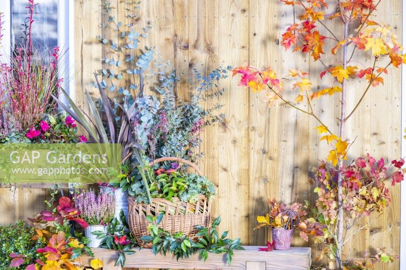 Wicker basket containing Heuchera 'Paris', Portuguese Laurel and Eucalyptus sprigs with Calluna and Phormium 'Pink Stripe' in metal containers beside it on wooden bench